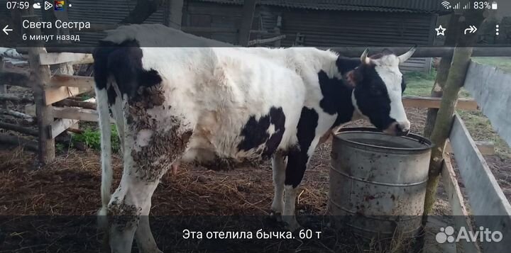 Продаются молодые стельные тёлочки