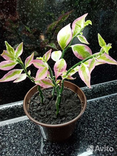 Педилантус, Традесканция, Дифенбахии