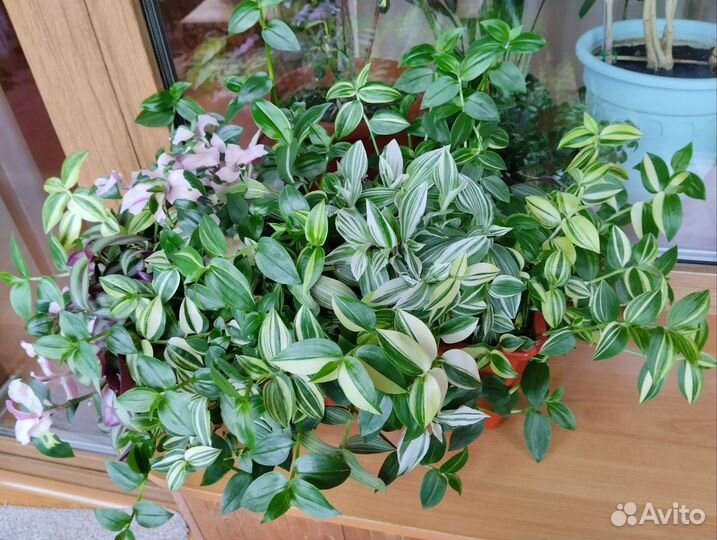 Традесканции