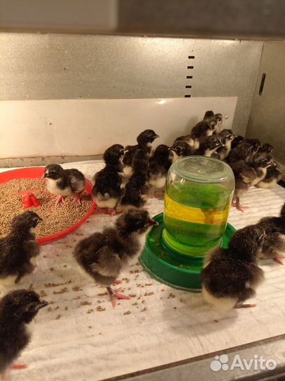 Цыплята Джерсийский гигант Индюшата подрощенные