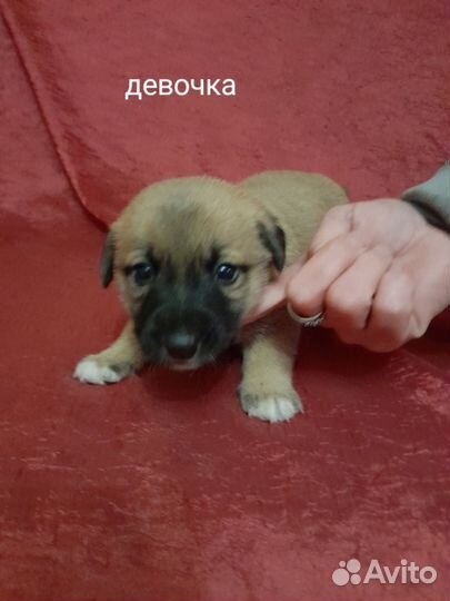 Собака в добрые руки щенок