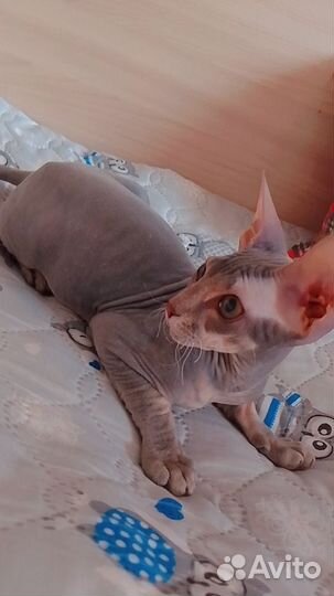 Сфинкс девочка