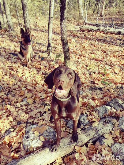 Курцхаар вязка