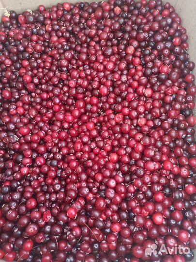 Клюква свежая