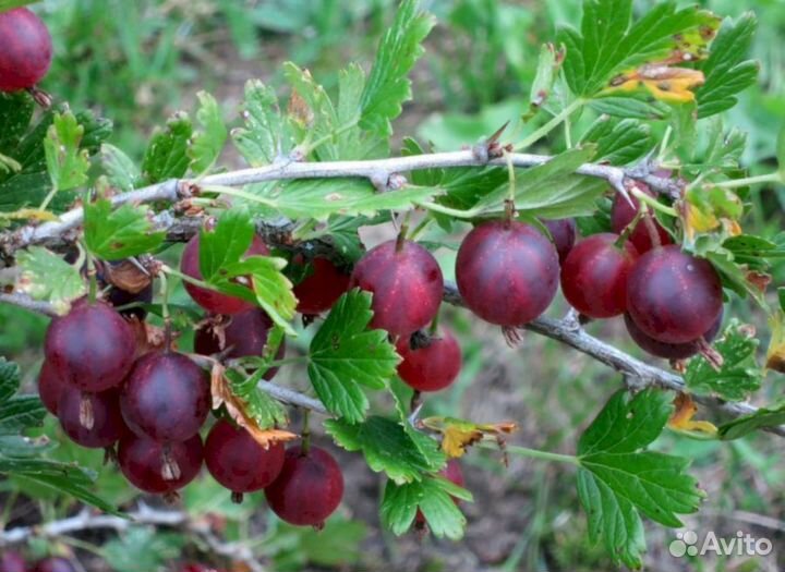 Саженцы крыжовника Малошипный