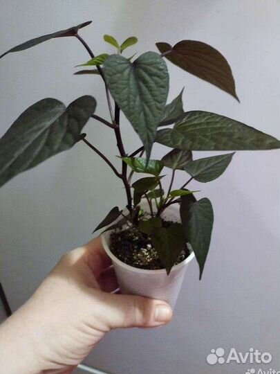 Ипомея батат и другие растения