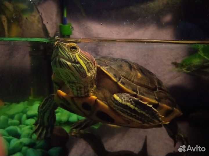 Красноухая черепаха