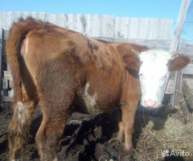 Тёлки разных возрастов