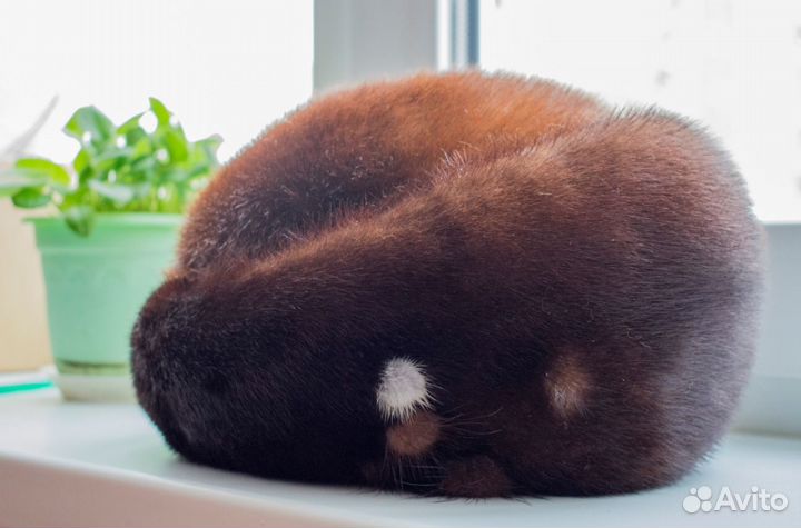 Норковая шапка