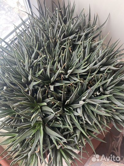 Суккуленты