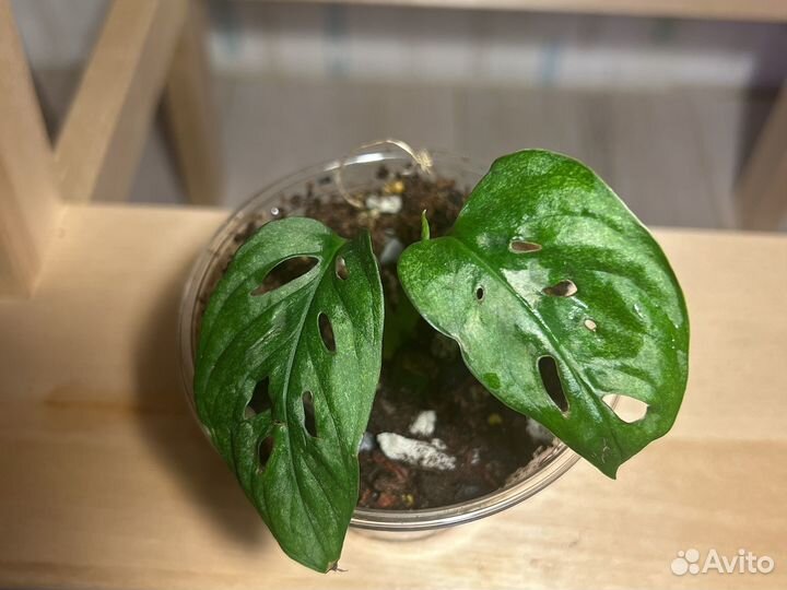 Монстера манки, Монстера Адансона минт