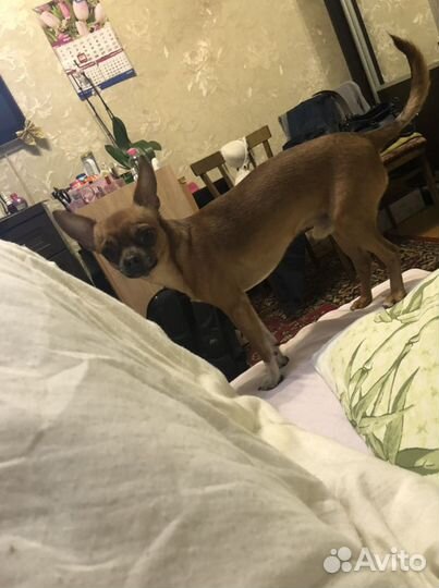 Вязка той терьер