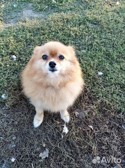 Продаю собак