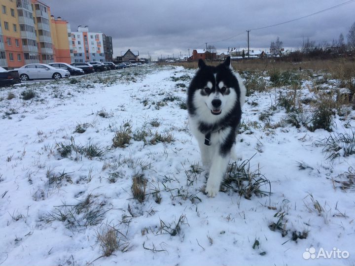 Сибирский хаски