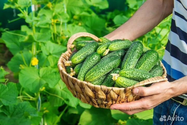 Сортировщики вахта автобус из Вашего города