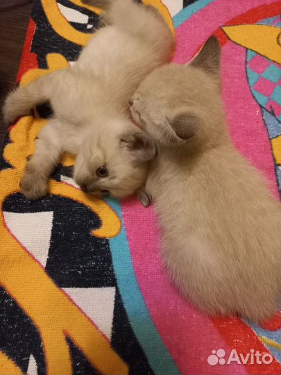 Милота (котята)
