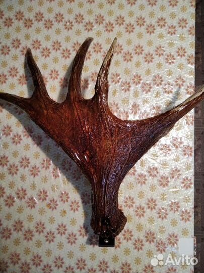 Продам Рога лося