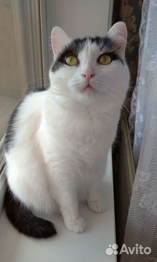 Кошки в дар бесплатно