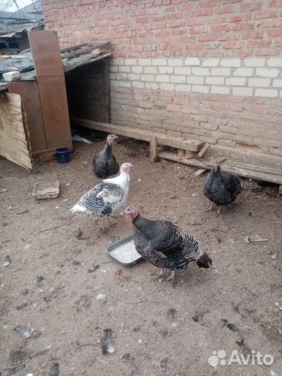 Домашние кролики