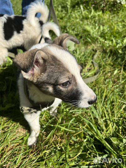 Собака в добрые руки девочка щенок