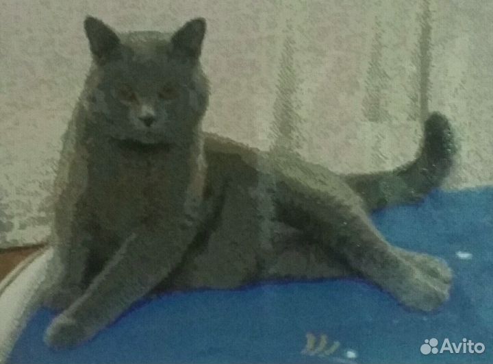 Британский кот - алмазная вышивка