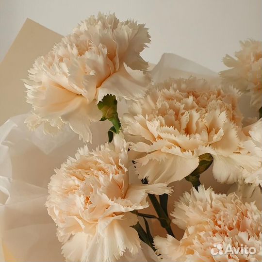 Гвоздика / Доставка цветов