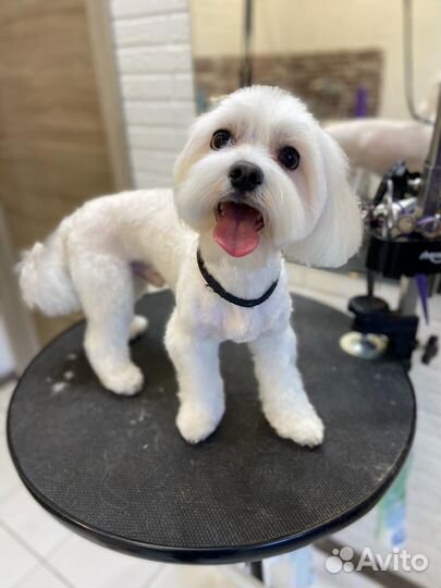 Грумер. Стрижка собак