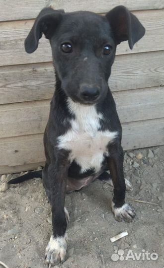 Щенок мелкой породы в добрые руки отдам бесплатно