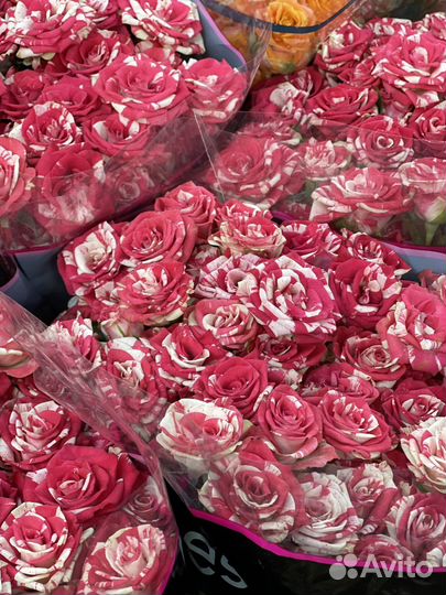 Кустовые розы