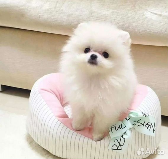 Померанский миник пом