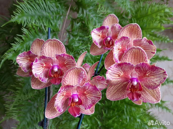 Фаленопсис Hsin Sun Beauty ES