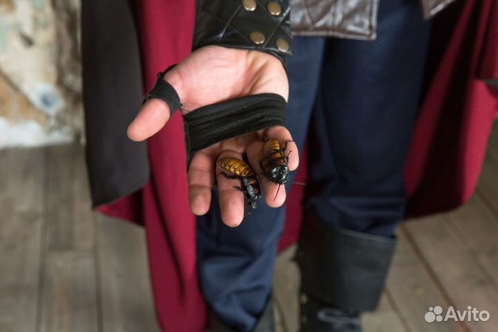 Выездной квест Москва и мо, аниматор на праздник