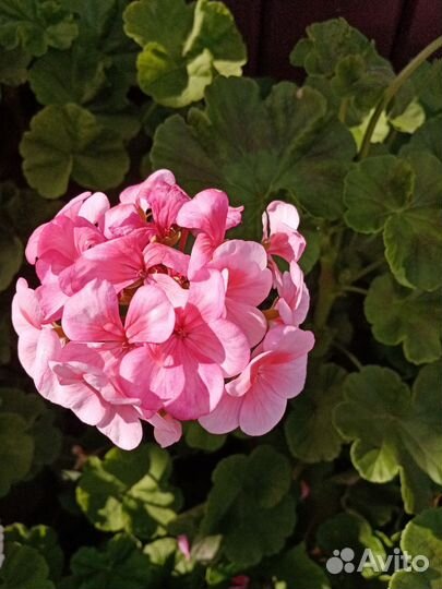 Герань пеларгония