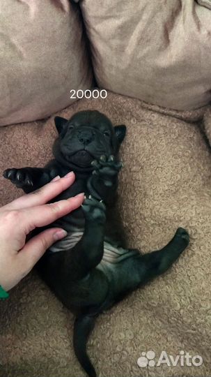 Щенки шарпей