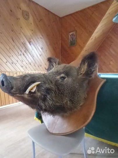 Чучело головы кабана