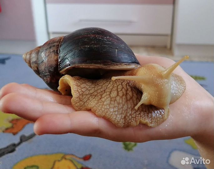 Улитка ахатина имокулята