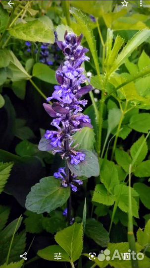 Живучка ползучая