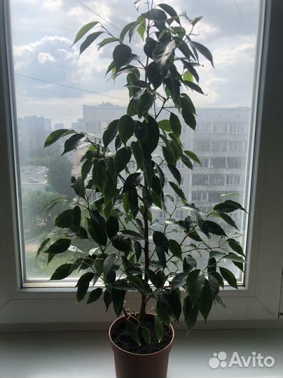 Фикус Бенджамина, Юкка