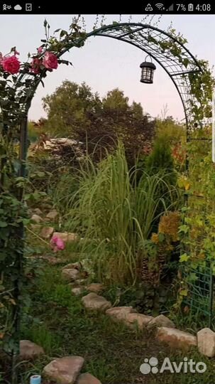 Спартина гребенчатая