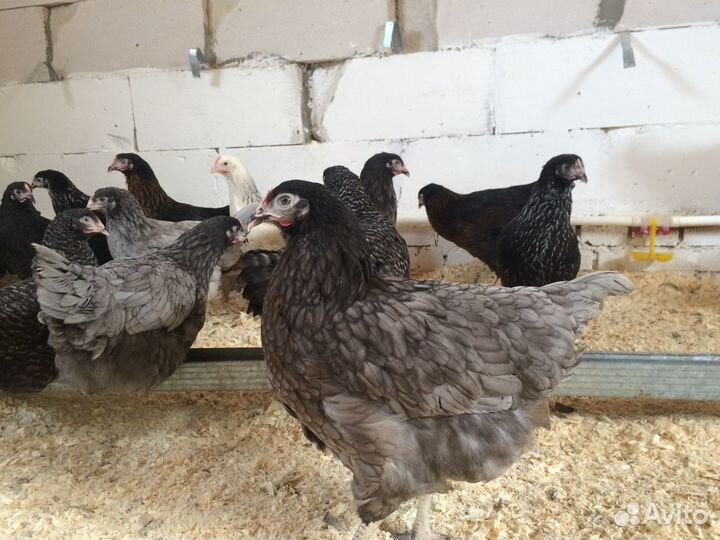 Куры молодки Доминант