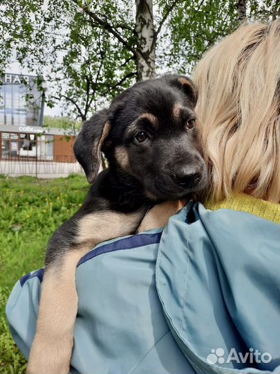 Щенок Юлианна в дар