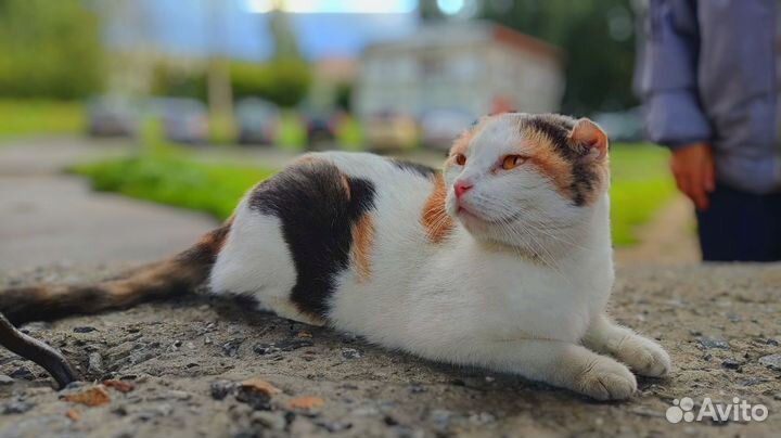 Найдена кошка