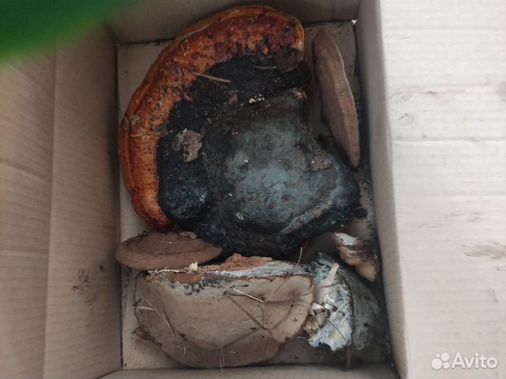 Березовый трутовик