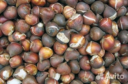 Луковицы тюльпанов