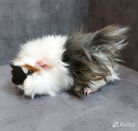 Морская свинка девочка