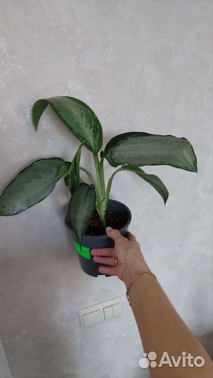 Сильверадо