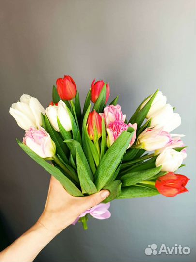 Луковицы тюльпанов рассада Ярославль