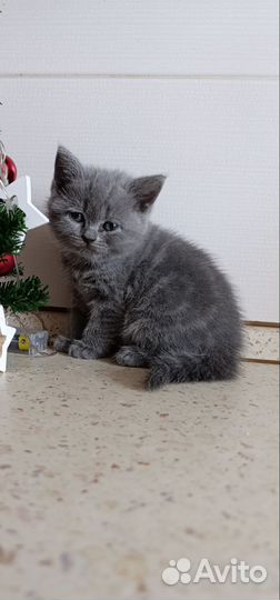 Шотландская