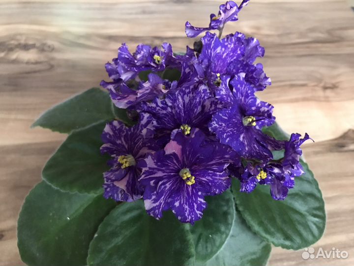 Фиалки, Хириты (примулины )