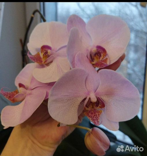 Орхидея Тихий шторм
